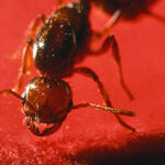 Closeup of a fire ant. (USDA Photo)