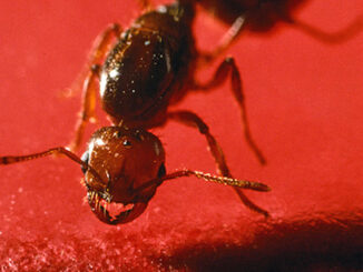 Closeup of a fire ant. (USDA Photo)