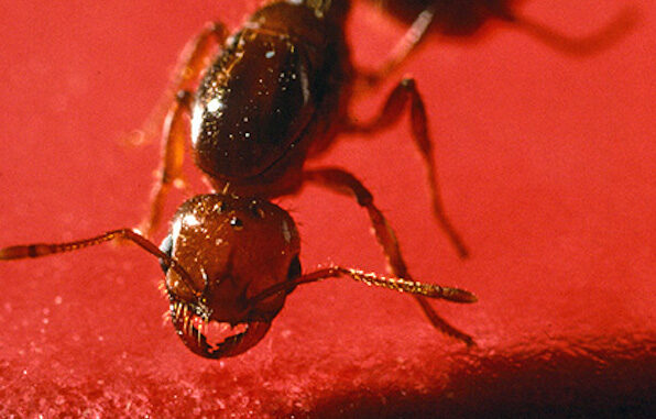 Closeup of a fire ant. (USDA Photo)