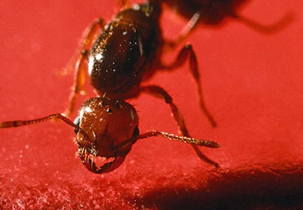 Closeup of a fire ant. (USDA Photo)