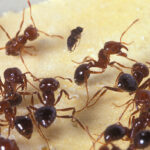 Fire ants fleeing from a fly that scientists hope can help control the painful pests. (USDA photo)