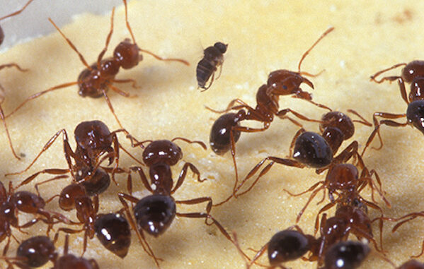 Fire ants fleeing from a fly that scientists hope can help control the painful pests. (USDA photo)