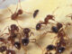 Fire ants fleeing from a fly that scientists hope can help control the painful pests. (USDA photo)