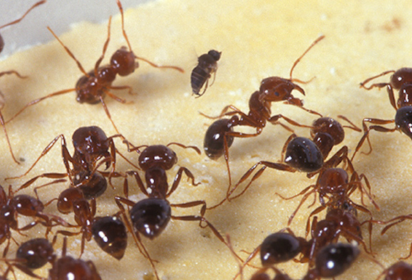 Fire ants fleeing from a fly that scientists hope can help control the painful pests. (USDA photo)