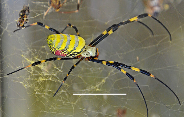 Joros spider (UGA/Jeremy Howell)