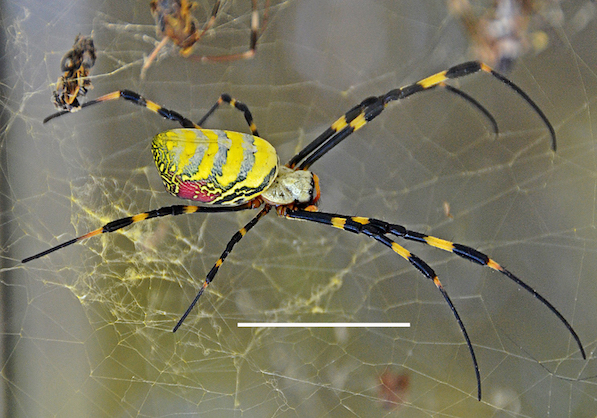 Joros spider (UGA/Jeremy Howell)