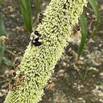 Bees collect pearl millet pollen. (Photo by Karen Harris-Shultz, ARS)