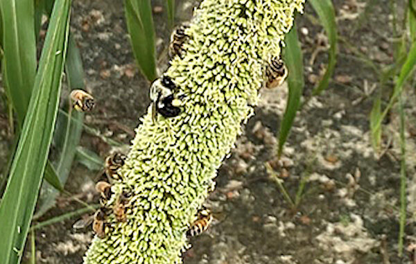 Bees collect pearl millet pollen. (Photo by Karen Harris-Shultz, ARS)