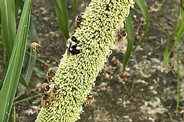 Bees collect pearl millet pollen. (Photo by Karen Harris-Shultz, ARS)