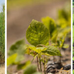 Hardwood and conifer tree seedlings go on sale via the NCFS July 1. (NCFS photo)