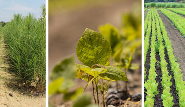 Hardwood and conifer tree seedlings go on sale via the NCFS July 1. (NCFS photo)