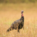 The 2024 wild turkey season was one of the best on record for North Carolina hunters (NCWRC photo)