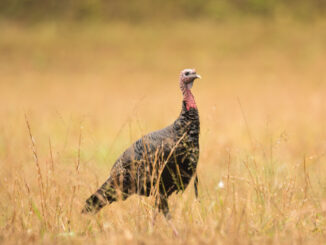 The 2024 wild turkey season was one of the best on record for North Carolina hunters (NCWRC photo)