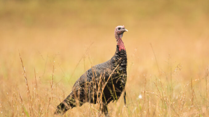 The 2024 wild turkey season was one of the best on record for North Carolina hunters (NCWRC photo)