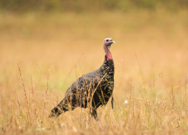 The 2024 wild turkey season was one of the best on record for North Carolina hunters (NCWRC photo)