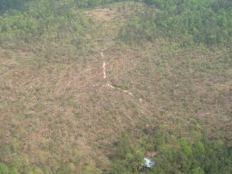 A tornado's path through a managed forest (NCFS image)