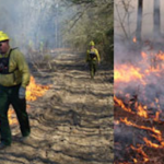 Students in the class will learn about prescribed burns, their benefits, and controlling fires in wildlands. (NCFS photos)