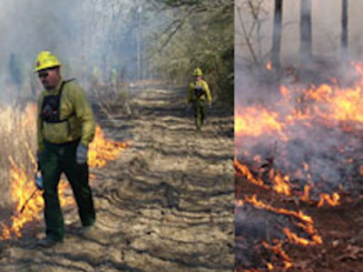 Students in the class will learn about prescribed burns, their benefits, and controlling fires in wildlands. (NCFS photos)