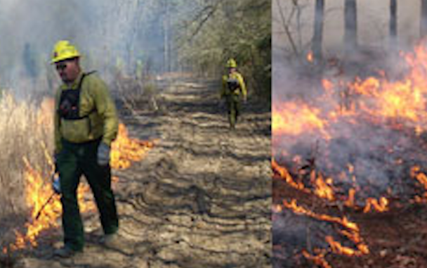 Students in the class will learn about prescribed burns, their benefits, and controlling fires in wildlands. (NCFS photos)