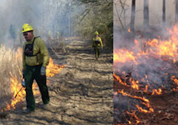Students in the class will learn about prescribed burns, their benefits, and controlling fires in wildlands. (NCFS photos)