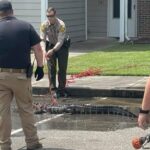 A wayward alligator was evicted from the Hampton Court apartments in Whiteville today (Monday). The gator was thought to have been pushed out of the swamp due to Hurricane Debby's floodwaters. (WPD Photo)