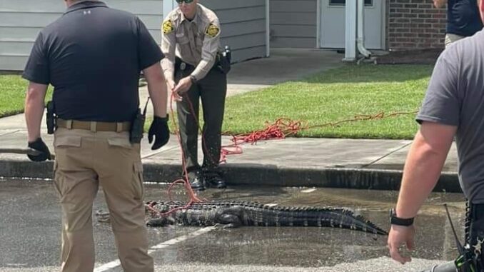 A wayward alligator was evicted from the Hampton Court apartments in Whiteville today (Monday). The gator was thought to have been pushed out of the swamp due to Hurricane Debby's floodwaters. (WPD Photo)