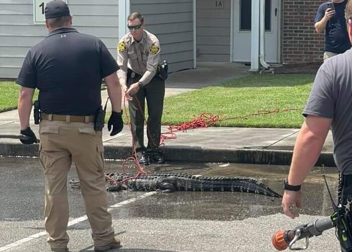 A wayward alligator was evicted from the Hampton Court apartments in Whiteville today (Monday). The gator was thought to have been pushed out of the swamp due to Hurricane Debby's floodwaters. (WPD Photo)