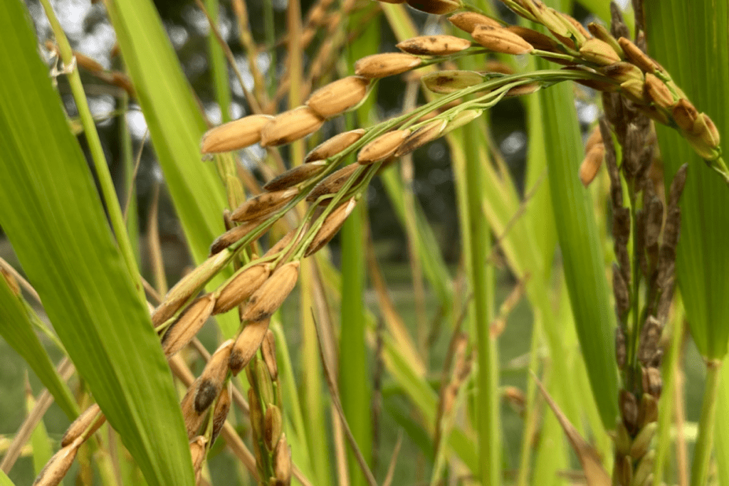 Gullah-Geechee Celebrated at N.C. Rice Festival – Columbus County News