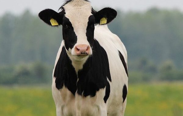Dairy cow. (USDA)
