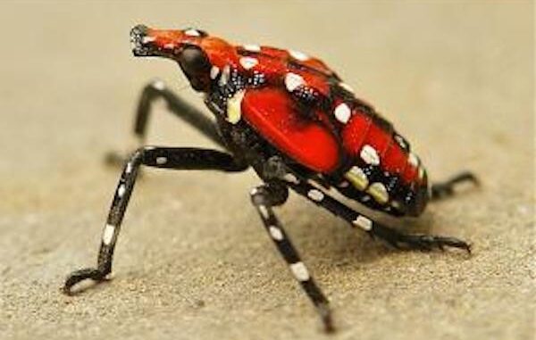 Spotted Lanternfly pestrava_lycorma_delicatula_factsheet_image4_1433368229851_eng copy