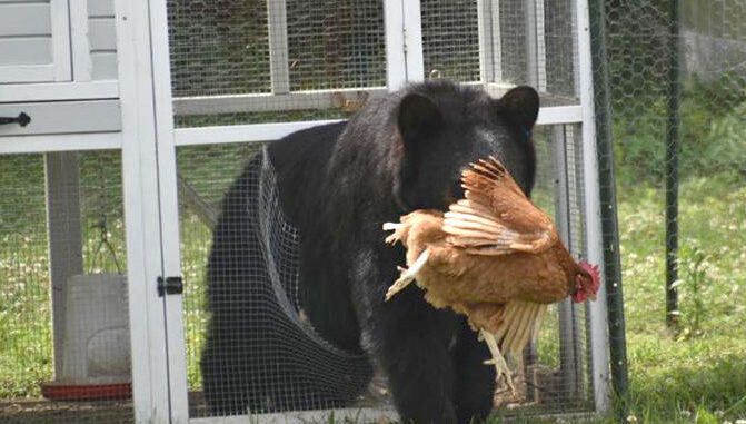 bear in chicken coop (Kaitlin Blasko) copy