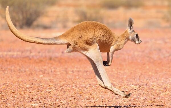 kangaroo (bushheritage.org)