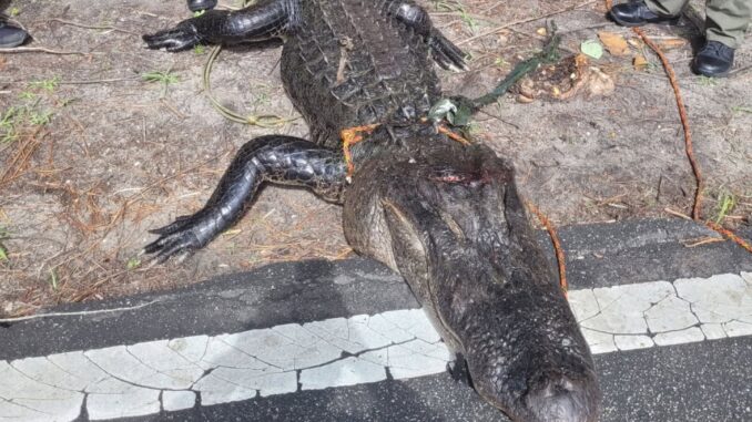 061625. gator close