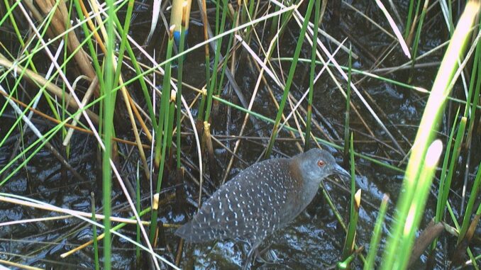 Eastern Black Rail (NCWRC)