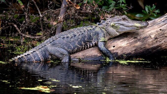 Alligator