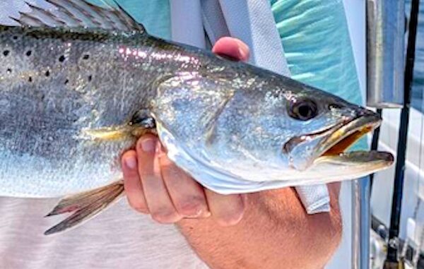 070125. sea trout, inset