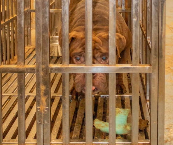 Shelter Reopens to Intakes After Transfer Delayed