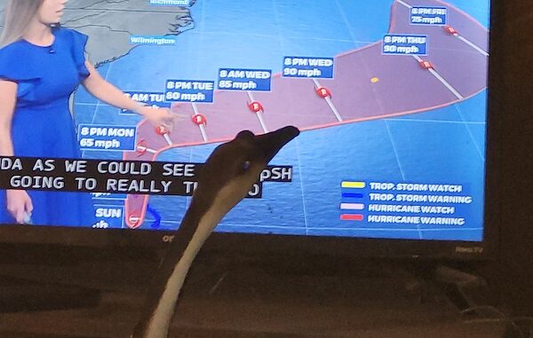 Markie tracking a hurricane.