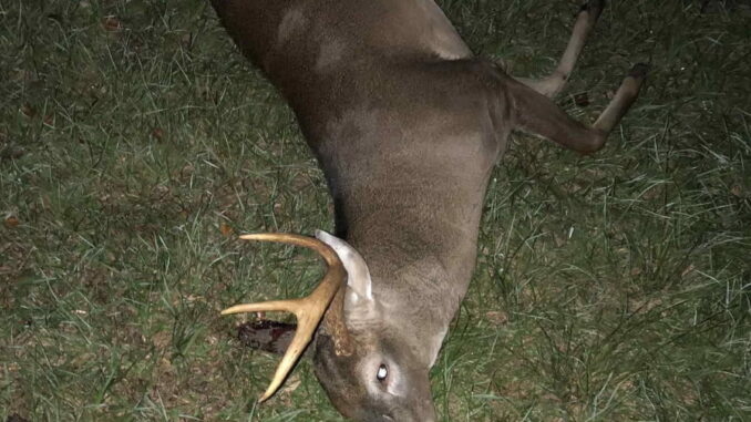 New Life deer