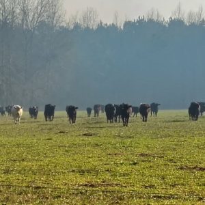 A woods fire near Bud Stephens Road is threatening a farm. Volunteer firefighters, the Forest service and NCFS aircraft are on the scene. (Christopher Cawley)