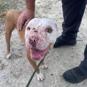 bulldog 8514