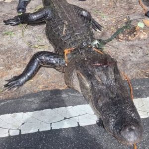 A closeup showing the size of the alligator's head. It was one of the largest seen at the lake in recent memory. (NCWRC Photo)