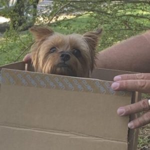 Gus will soon be back with his family in Nebraska, after being stollen and brought toN Hallsboro.