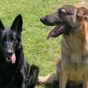 Khaleesi and Drago (contributed photo).