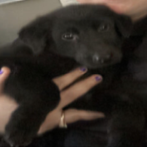 Shelter Dog