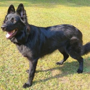 Xena, the county's new K-9, will be dedicated primarily to school patrols.