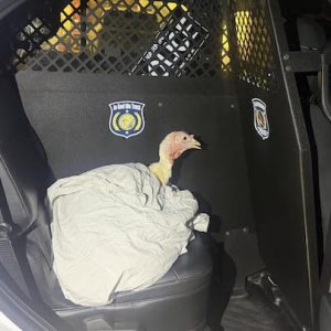 Bladenboro Police recently rescued this turkey that escaped off a transporter. (FB image) 