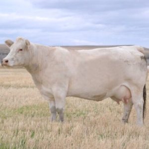 Charolais cow (file photo)
