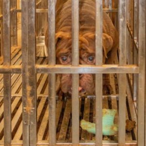 One of the 70+ dogs seized from the Dahl breeding operation. A number of the dogs were expected to be returned to Columbus county today as evidence in a pending trial. The county temporarily closed the shelter anticipating a lack of room. (CCSO photo)
