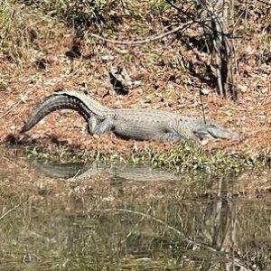 Warmer weather is bringing out the alligators -- and gator photographers -- at Lake Waccamaw. This one drew a number of admirers near Dale's Seafood this week.